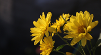 【養(yǎng)生知識(shí)】入秋菊花藥膳，美味營(yíng)養(yǎng)、養(yǎng)生保??！