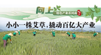 【行業(yè)資訊】向上，特色產(chǎn)業(yè)看河南：南陽(yáng)艾區(qū)域品牌正在叫響！