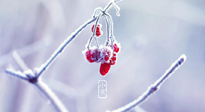 【小寒節(jié)氣】時(shí)處二三九，臘月梅花開！