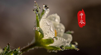 【二十四節(jié)氣灸】雨水節(jié)氣，扶陽、祛濕、調(diào)氣血，才是養(yǎng)生重點！艾灸，橫掃濕寒！