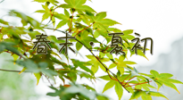 【艾灸養(yǎng)生】春末夏初：上熱下寒癥狀，補(bǔ)不如疏通淤堵，試試艾灸吧！