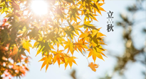 【節(jié)氣飲食】立秋將至，吃最合適的飲食，平穩(wěn)度過(guò)季節(jié)交替！